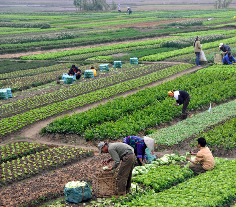 agric-and-farming